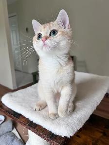 Elegant & affectionate female kitten/ Golden British shorthair - Photo 7