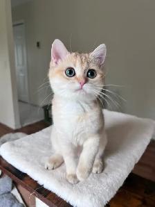 Elegant & affectionate female kitten/ Golden British shorthair - Photo 8