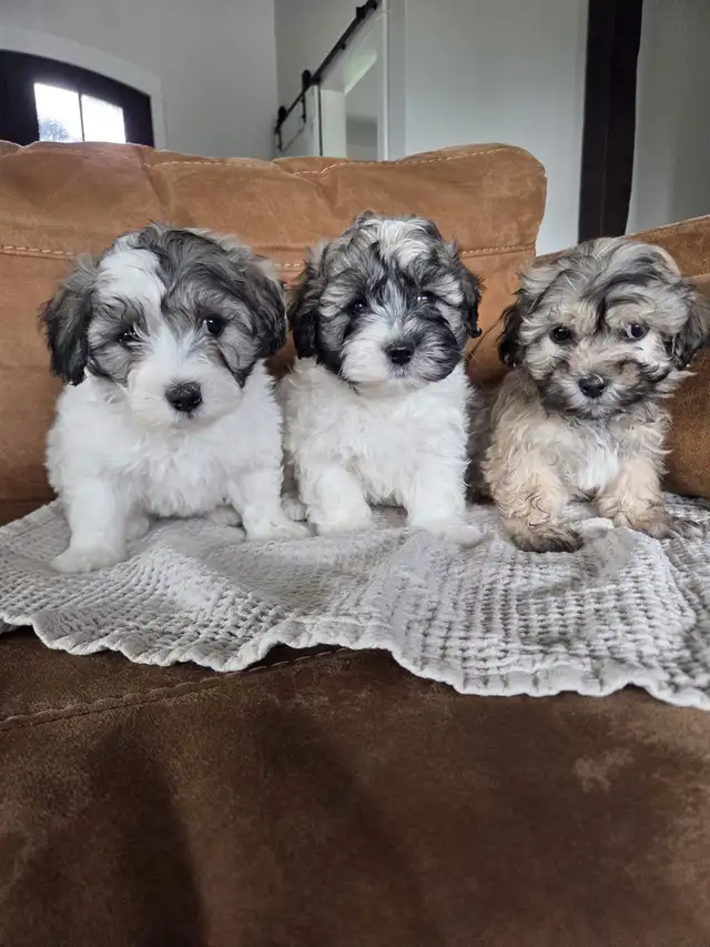 Beautiful Havachon Puppies