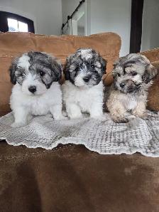 Beautiful Havachon Puppies - Photo 2