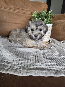 Beautiful Havachon Puppies - Photo 3