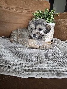 Beautiful Havachon Puppies - Photo 4