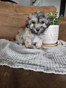 Beautiful Havachon Puppies - Photo 5