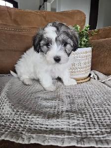 Beautiful Havachon Puppies - Photo 6