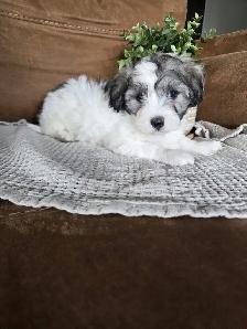Beautiful Havachon Puppies - Photo 7