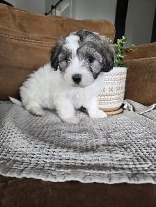 Beautiful Havachon Puppies - Photo 8