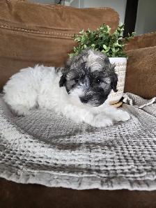 Beautiful Havachon Puppies - Photo 9