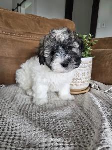 Beautiful Havachon Puppies - Photo 10