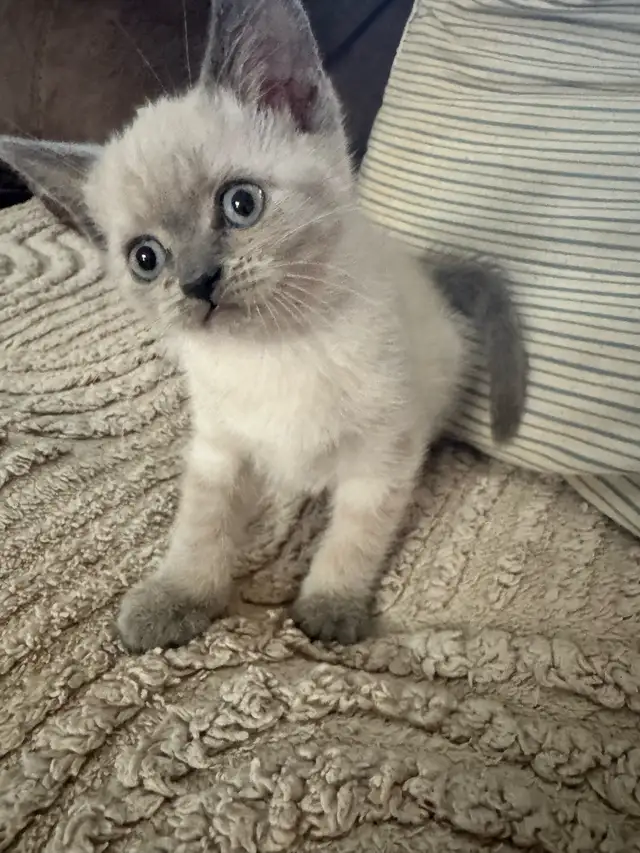 Scottish fold Siamese