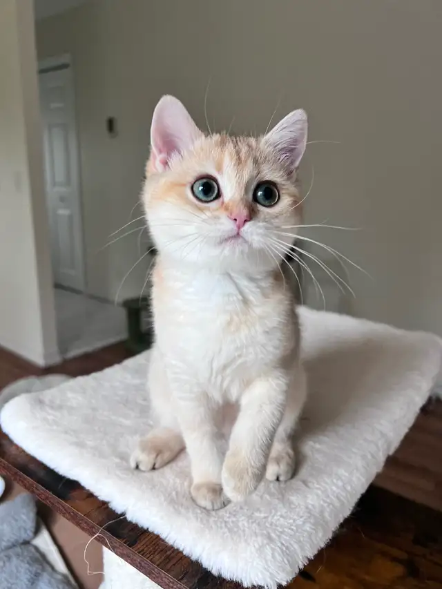 British shorthair kitten/Golden Chinchilla/female