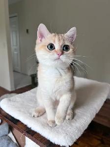 British shorthair kitten/Golden Chinchilla/female
