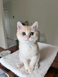 British shorthair kitten/Golden Chinchilla/female - Photo 2