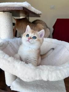 British shorthair kitten/Golden Chinchilla/female - Photo 4