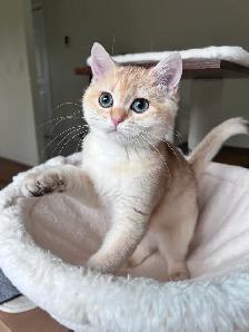 British shorthair kitten/Golden Chinchilla/female - Photo 5