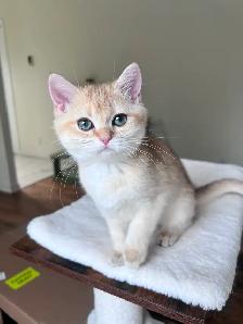 British shorthair kitten/Golden Chinchilla/female - Photo 7