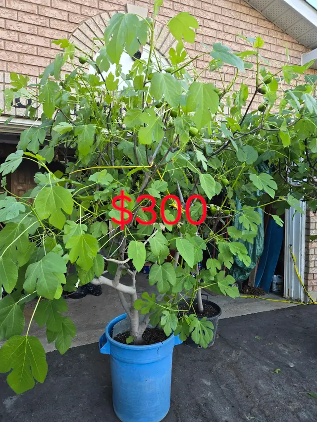 Fig trees plants for sale