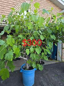Fig trees plants for sale