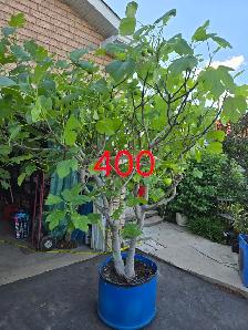 Fig trees plants for sale - Photo 2