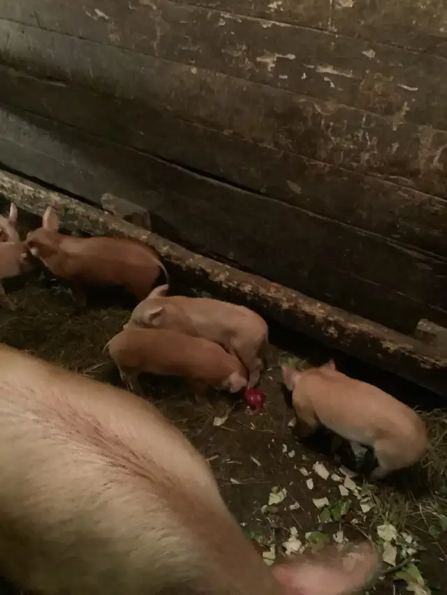 piglets for meat.