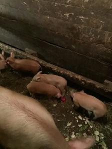 piglets for meat.