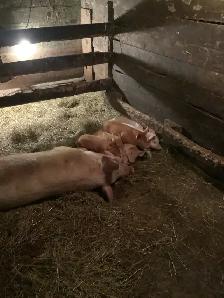 piglets for meat. - Photo 2