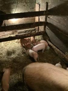 piglets for meat. - Photo 3