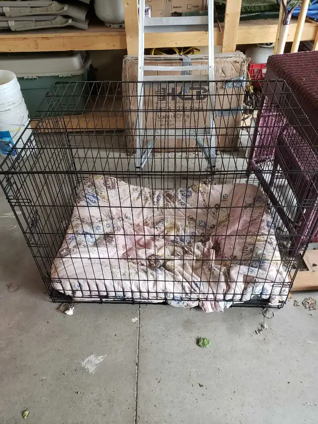 large dog crates
