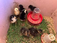 NEWBORN CHICKS