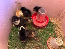 NEWBORN CHICKS - Photo 2