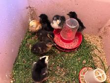NEWBORN CHICKS - Photo 3