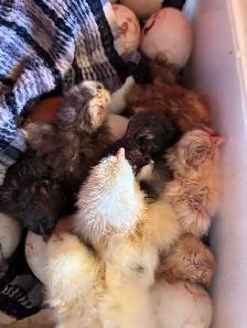 NEWBORN CHICKS - Photo 4