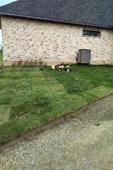 SOD STRAIGHT FROM THE FARM - Photo 2