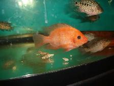 FOR SALE 2 BEAUTIFUL RED TEXAS FISH BOTH $100 - Photo 3