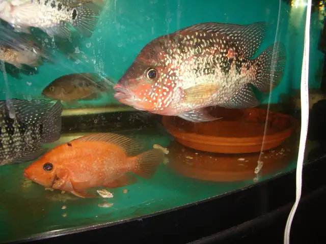 FOR SALE 2 BEAUTIFUL RED TEXAS FISH BOTH $100