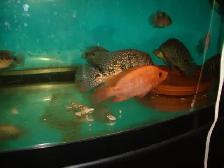 FOR SALE 2 BEAUTIFUL RED TEXAS FISH BOTH $100 - Photo 3