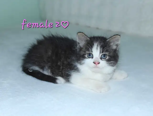 ADORABLE KITTENS! 2 LEFT!