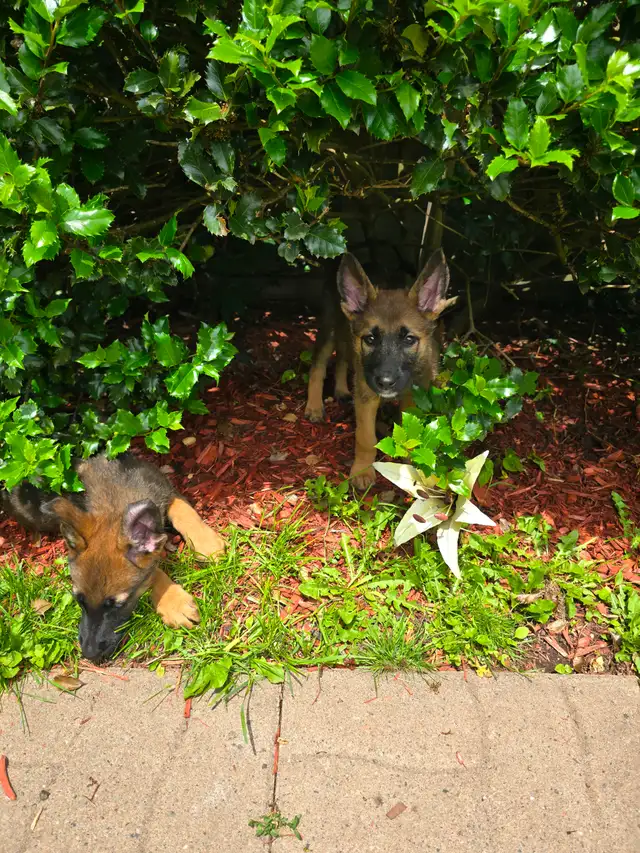 German shepard puppies