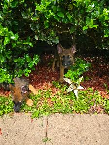 German shepard puppies