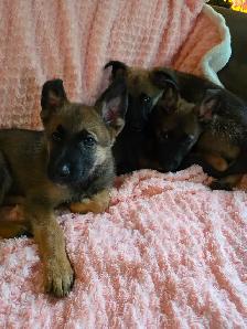 German shepard puppies - Photo 2