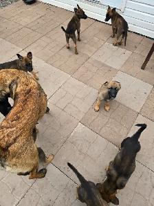 German shepard puppies - Photo 3