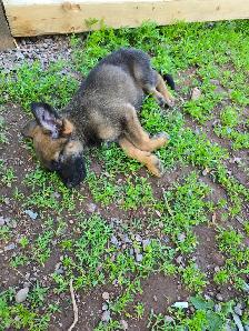 German shepard puppies - Photo 4