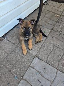German shepard puppies - Photo 5