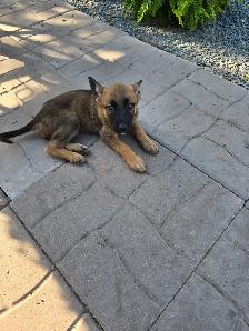 German shepard puppies - Photo 6