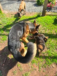 German shepard puppies - Photo 7