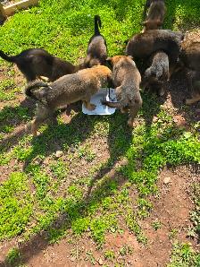 German shepard puppies - Photo 8