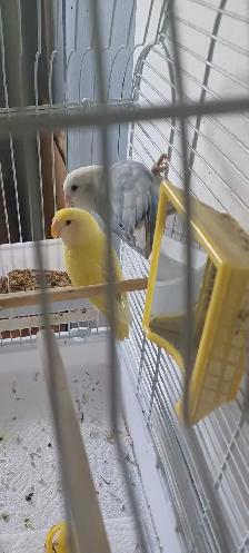 beau couple inséparable 2 ans en bonne santé $180