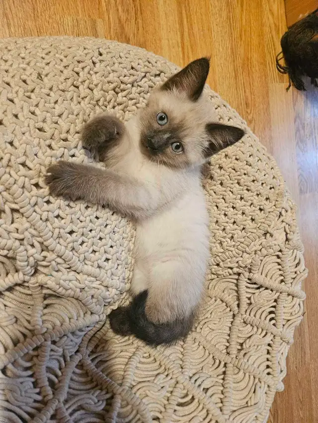 Mixed Siamese Kitten
