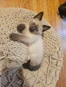 Mixed Siamese Kitten