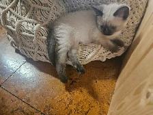 Mixed Siamese Kitten - Photo 2