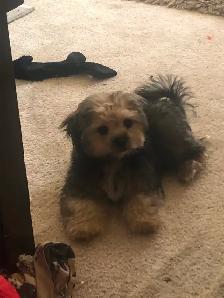 12 week old last puppy. He has his shots and pee pad trained. - Photo 2